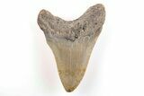 Fossil Megalodon Tooth - North Carolina #200660-1